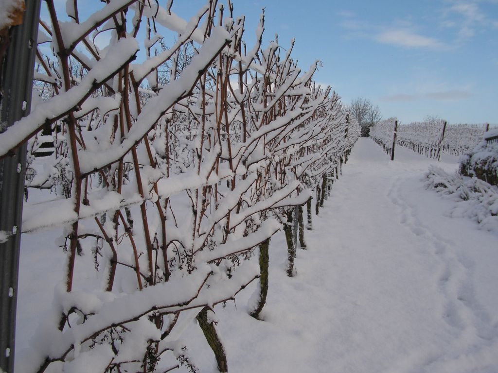 RebenSchnee